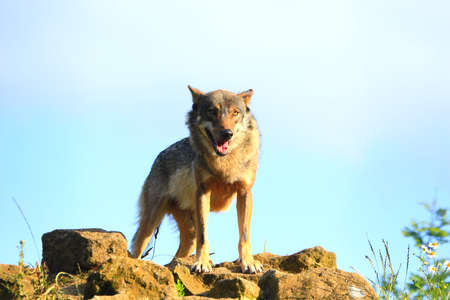 Grey Wolfの写真素材