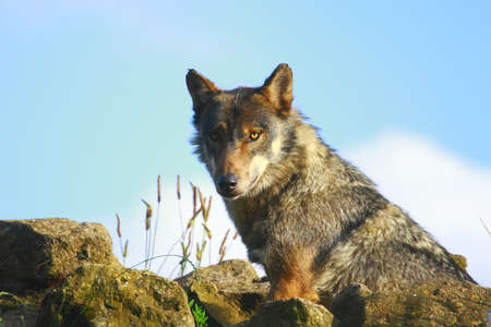 Grey Wolfの写真素材