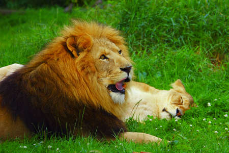 Lioness and Lionの写真素材
