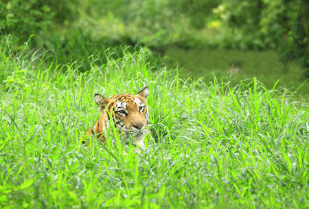 Tiger in Deep Meadowの写真素材