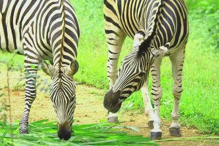 Zebra Coupleの写真素材