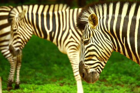 Zebra herd