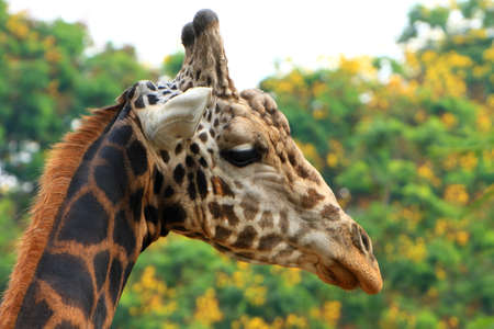 Giraffeの写真素材