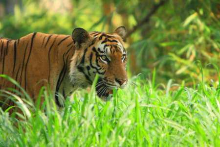 Tigerの写真素材