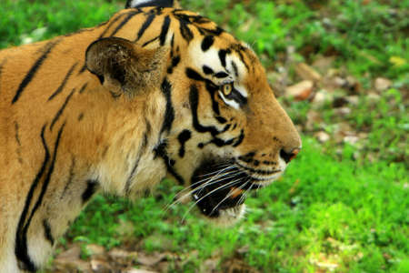 Tigerの写真素材