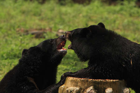 Bera Coupleの写真素材