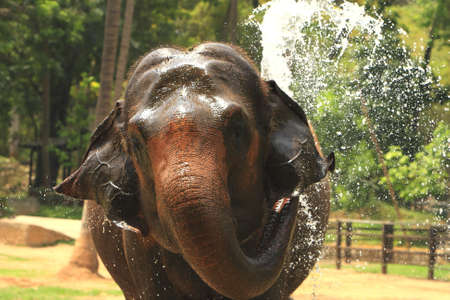 Elephantの写真素材