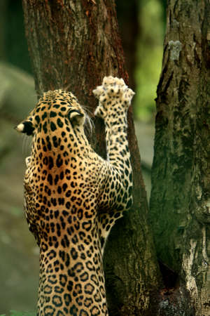 Leopard Behaviorの写真素材