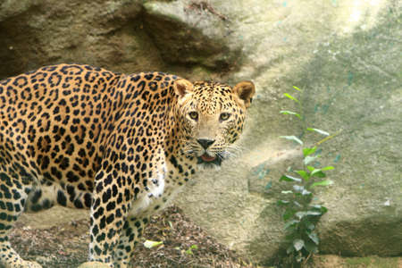 Leopardの写真素材