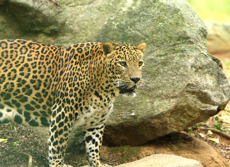 Leopardの写真素材