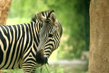 Zebraの写真素材