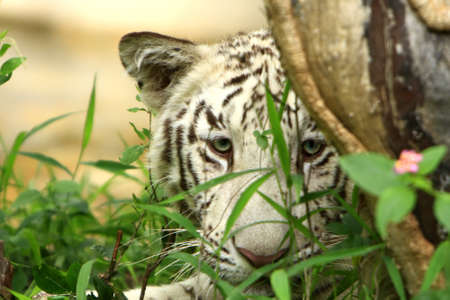 White Tigerの写真素材
