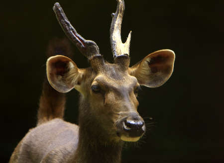 Blackbuckの写真素材