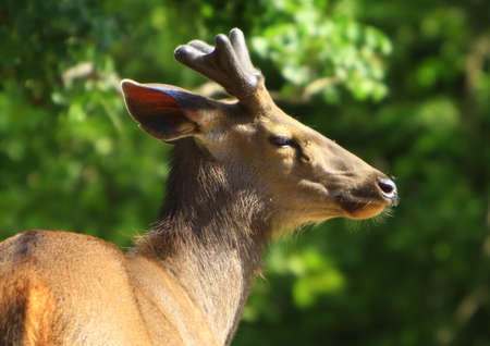 Blackbuckの写真素材