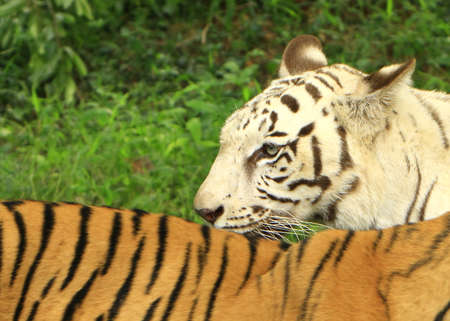 White Tigerの写真素材