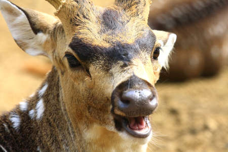 Spotted Deerの写真素材