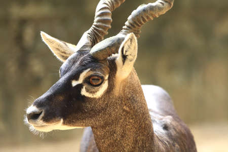 Blackbuckの写真素材