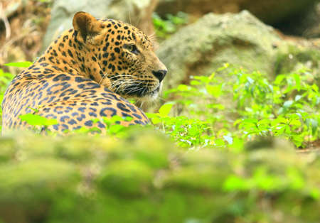 Leopardの写真素材