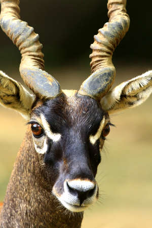 Blackbuckの写真素材