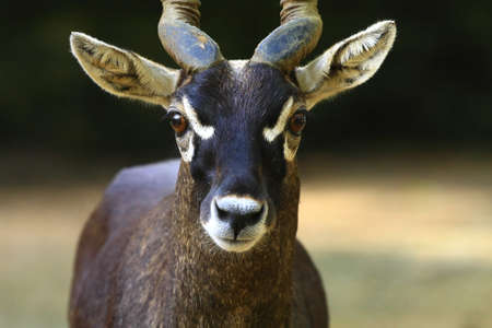 Blackbuckの写真素材