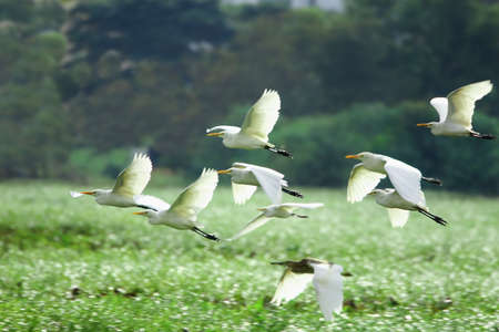 Egrets Flyingの写真素材