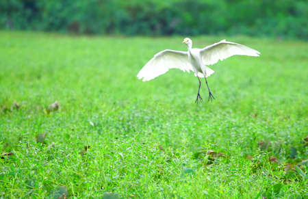 Egret Landing