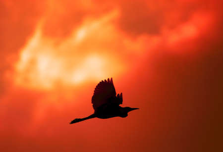 Egret Silhoutteの写真素材
