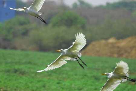 Egret Flyingの写真素材
