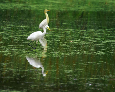 Egret flockの写真素材