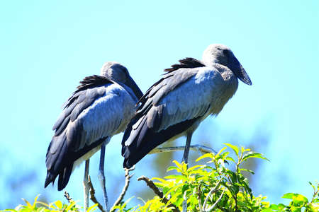 Open Bill Stork flockの写真素材