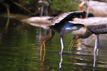 Painted Stork Flockの写真素材