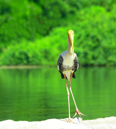 Painted Storkの写真素材