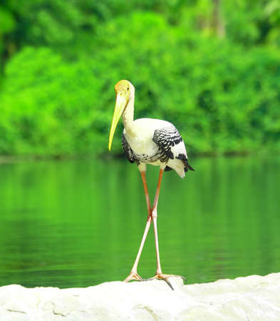 Painted Storkの写真素材