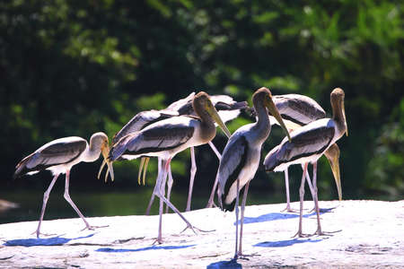Painted Stork Flockの写真素材