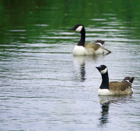 Duck Coupleの写真素材