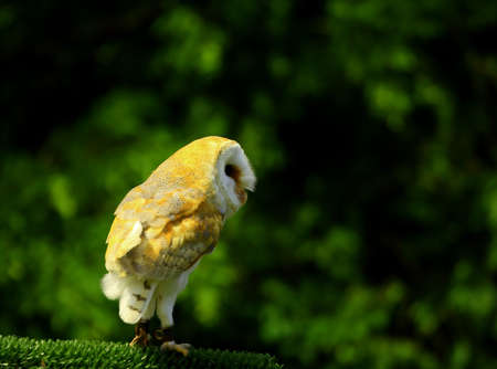 Bengal Owlの写真素材