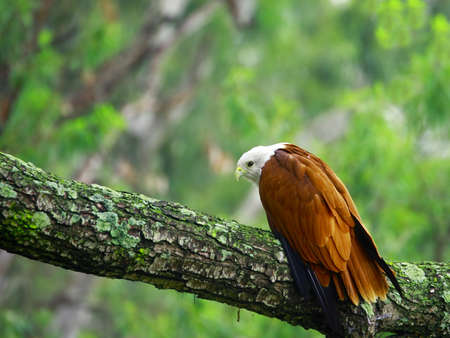 Eagleの写真素材