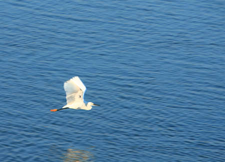 Egret Flyingの写真素材
