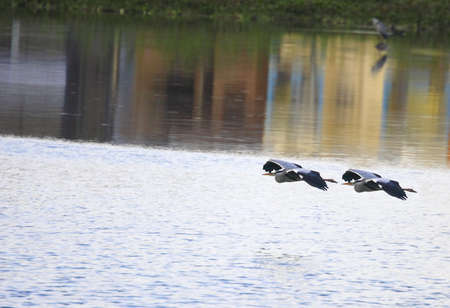 Grey Herons Flyingの写真素材