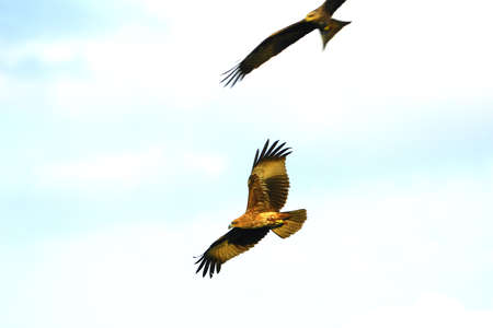 Eagle Flyingの写真素材