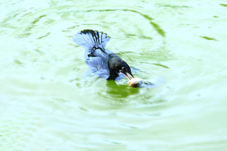 Cormorant Catching fish