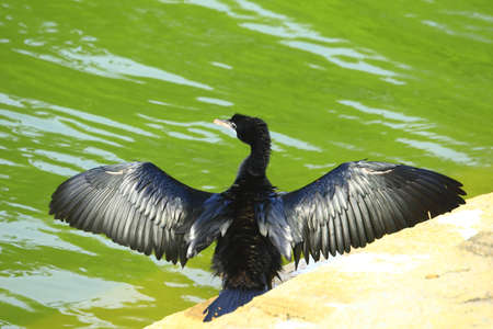Cormorantの写真素材