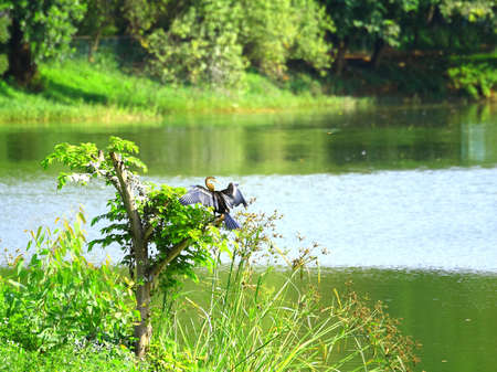 Cormorantの写真素材