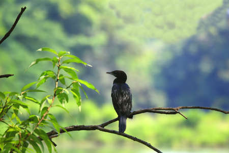 Cormorantの写真素材