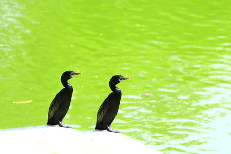 Cormorant Coupleの写真素材