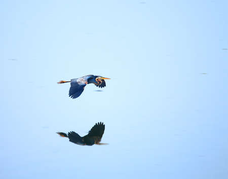 Grey Heron Flyingの写真素材