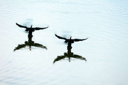 Cormorant Coupleの写真素材