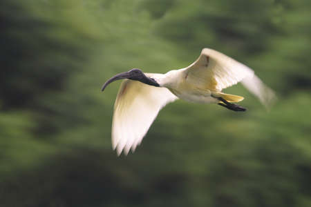 White Ibis Flyingの写真素材