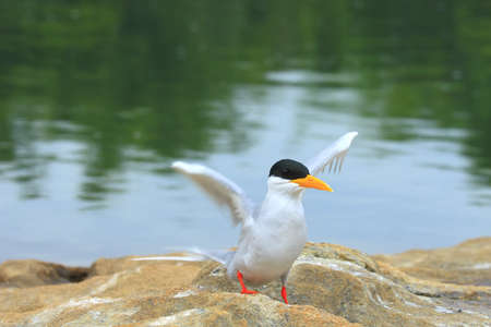 River tern Wings Blurredの写真素材