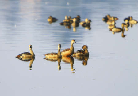 Spoon Bill Duckの写真素材